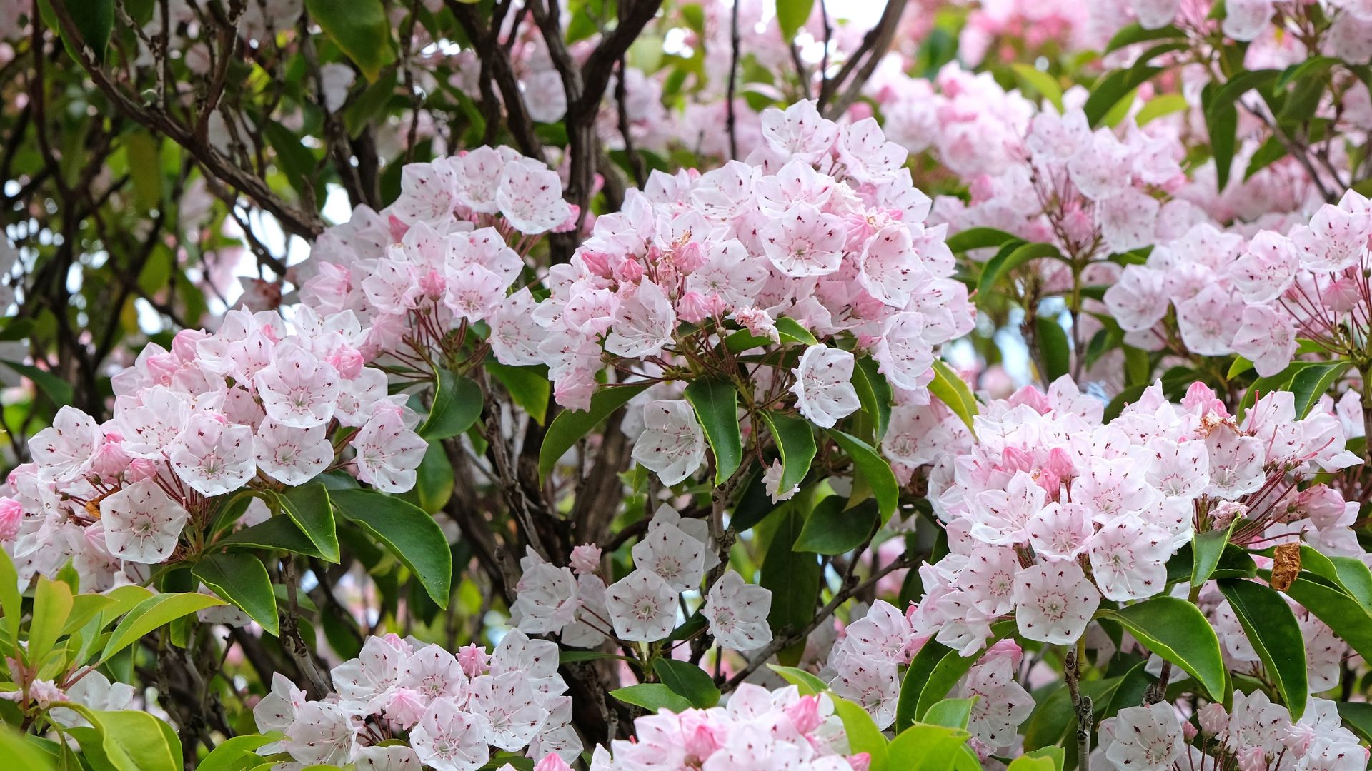 Kalmia latifolia ‘Hoffman's Pink’, pink mountain laurel in flower.